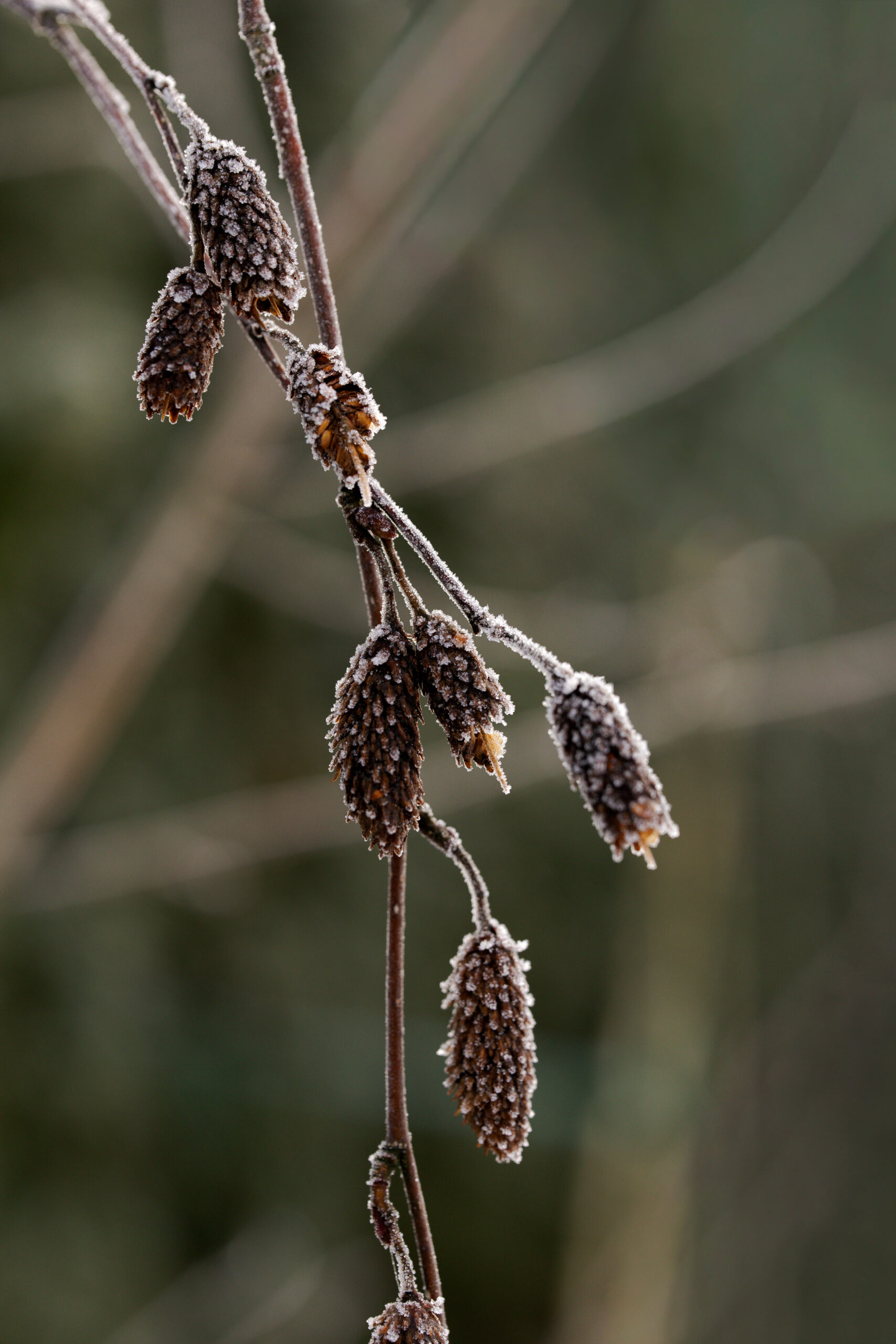 snowy-garden-with-natural-winter-textures